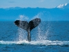A humpback whale slapping the surface with its tail.