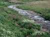 A creek running through the woods.